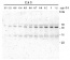 VDR1 | Violaxanthin de-epoxidase-related protein